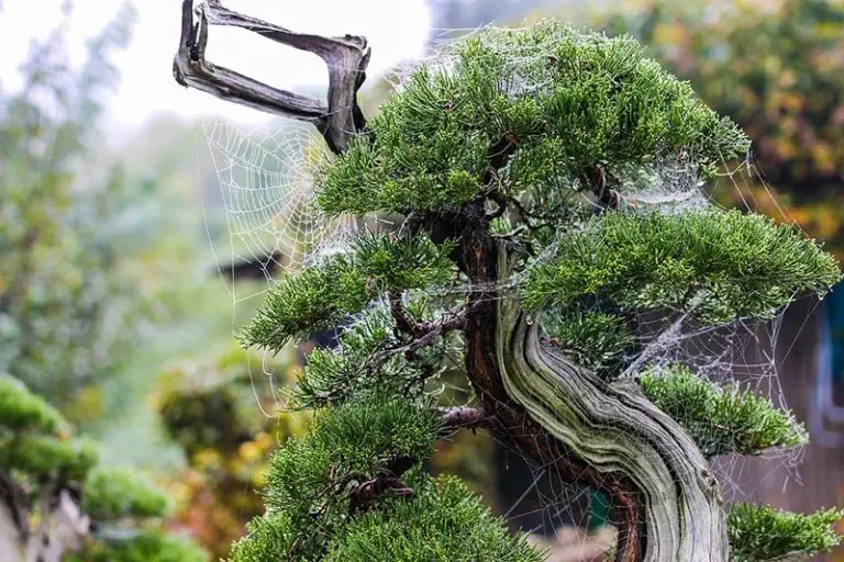 Types of Bonsai Trees