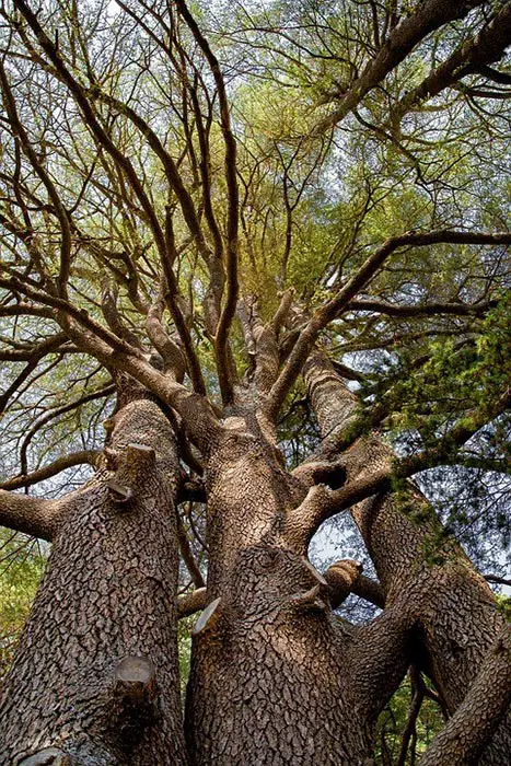 Types of Bonsai Trees