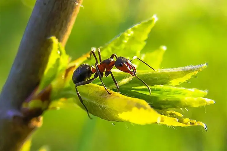 What Bugs Eat Bonsai Trees