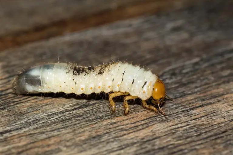 What Bugs Eat Bonsai Trees