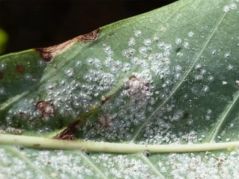 What Bugs Eat Bonsai Trees