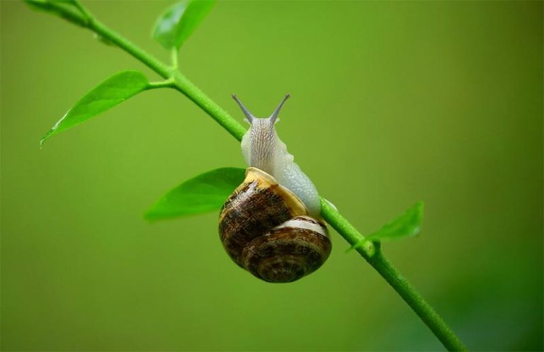 What Bugs Eat Bonsai Trees