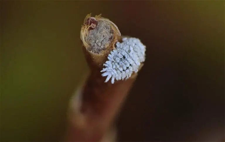 What Bugs Eat Bonsai Trees