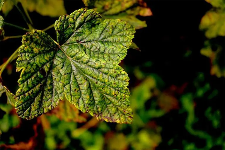 What Causes Tiny Black Spots Underneath Bonsai Leaves