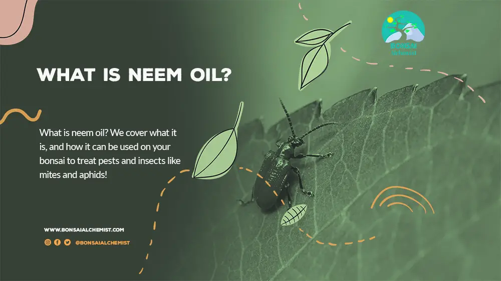 What Is Neem Oil