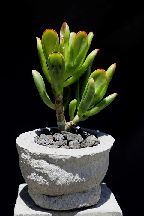 What Succulents Can You Grow As Bonsais