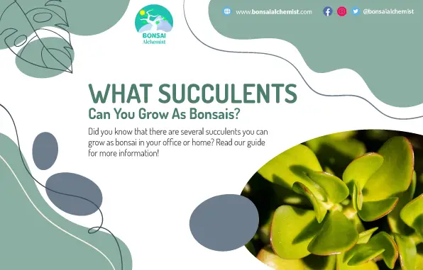 What Succulents Can You Grow As Bonsais