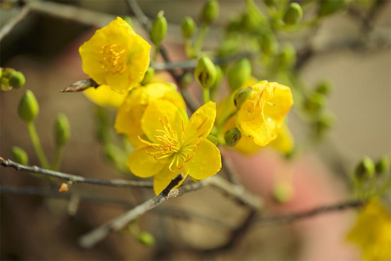 What are Miracle-Gro Fertilizer Spikes