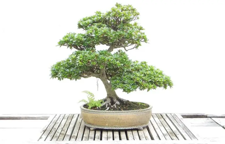 what-are-miracle-gro-fertilizer-spikes-bonsai-alchemist-101