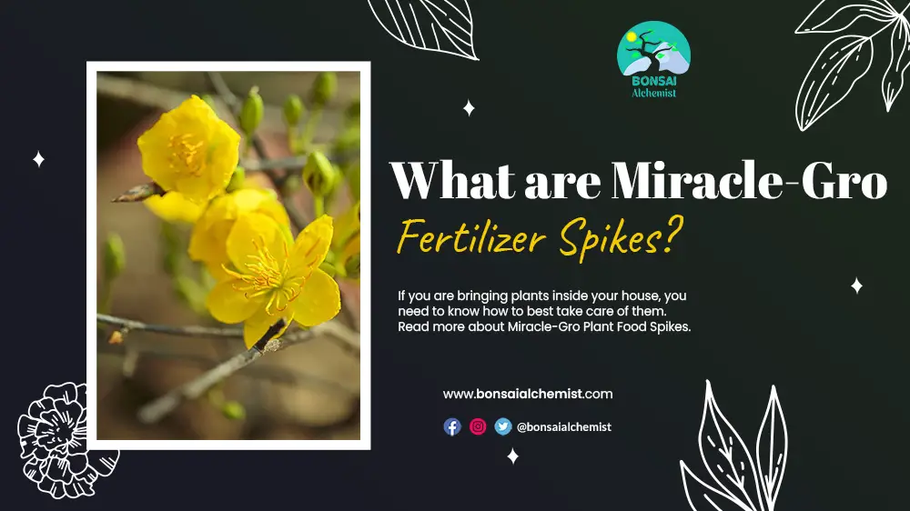 What are Miracle-Gro Fertilizer Spikes