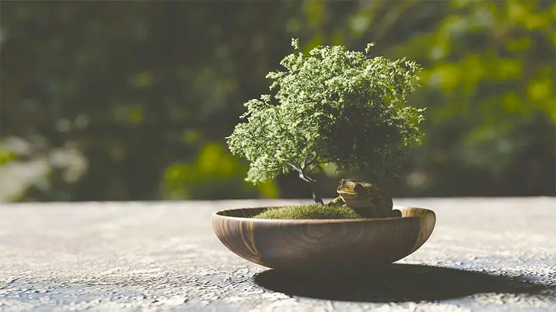 Where To Place Your Bonsai