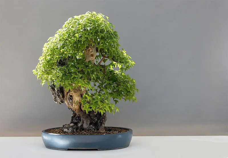 Where To Place Your Bonsai