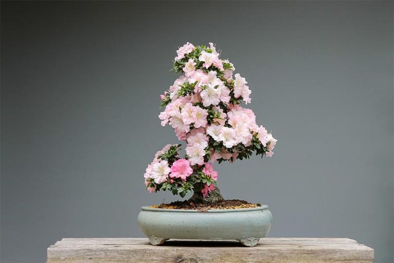 Where To Place Your Bonsai