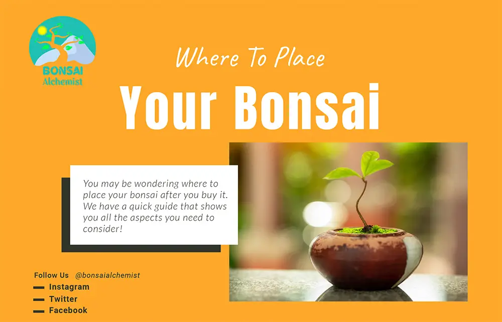 Where To Place Your Bonsai