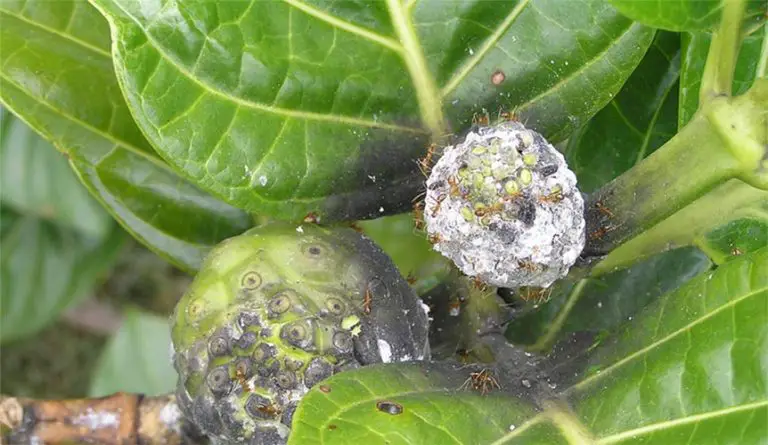 Why Does My Bonsai Have Mold