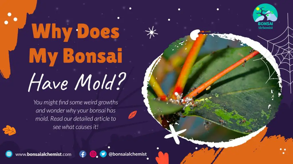 Why Does My Bonsai Have Mold? Bonsai Alchemist 101
