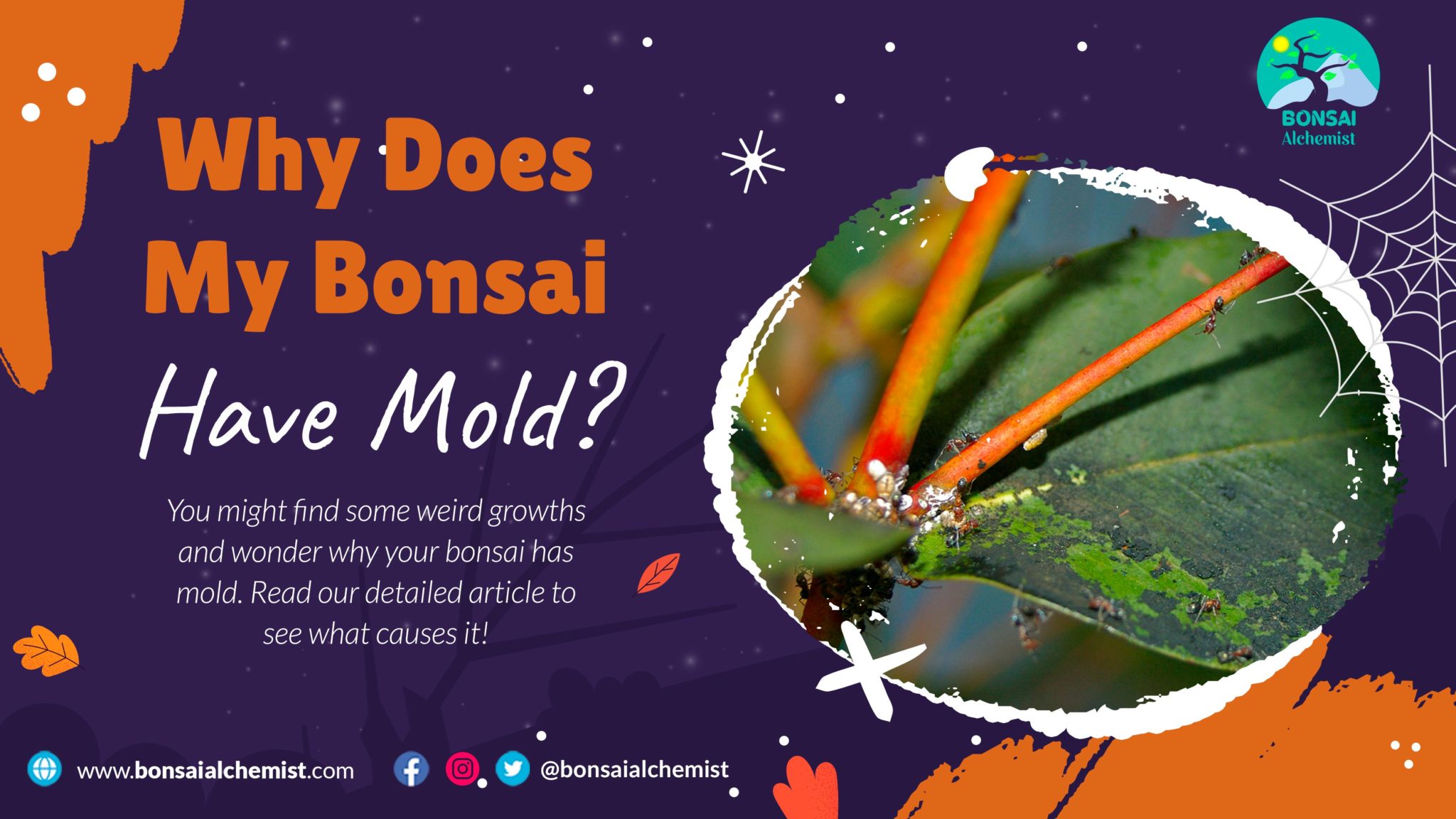 What Bugs Eat Bonsai Trees? Bonsai Alchemist 101