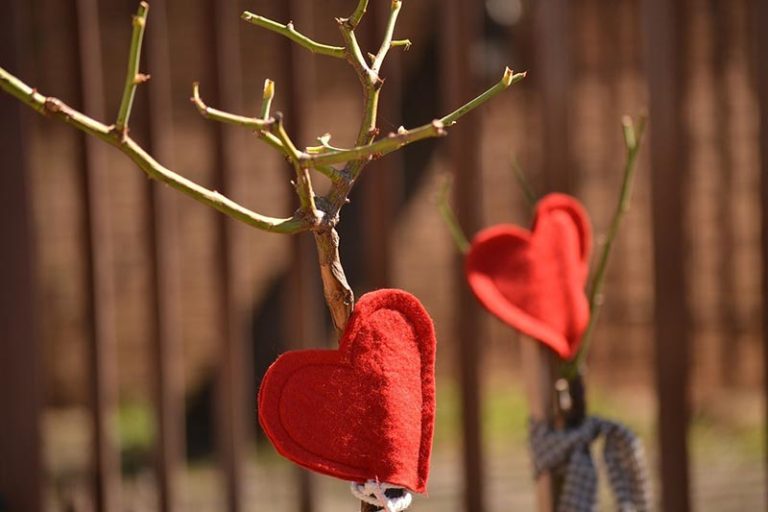 bonsai design pruning