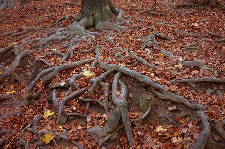 bonsai root pruning