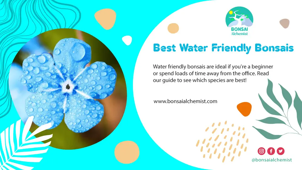 water friendly bonsais