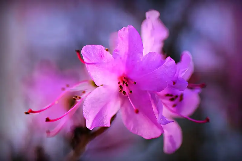 Azalea Tree Bonsai