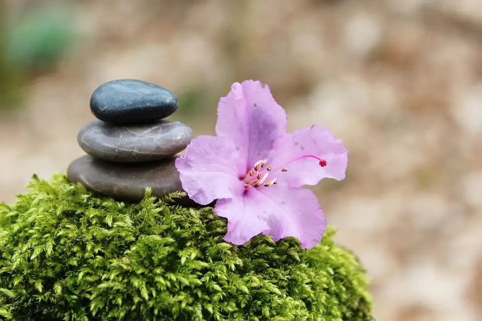 Azalea Tree Bonsai