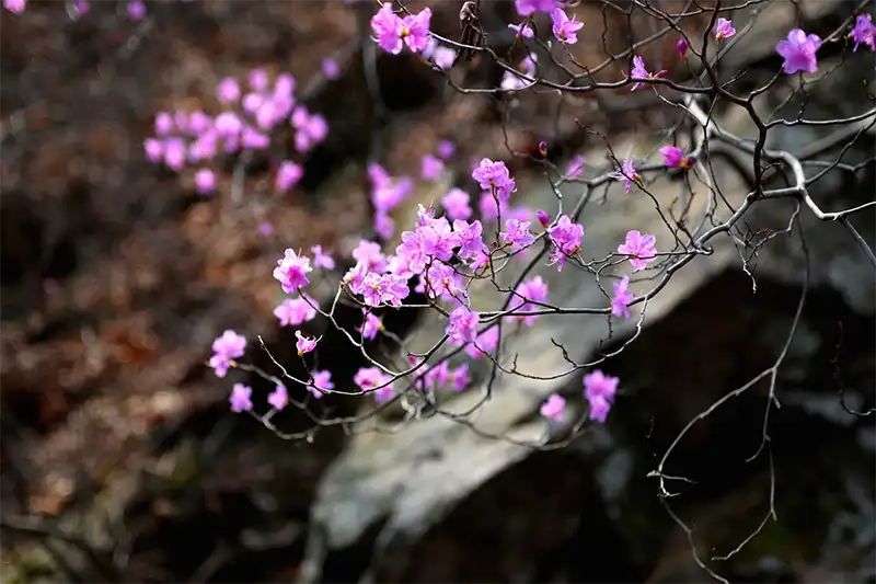 Azalea Tree Bonsai