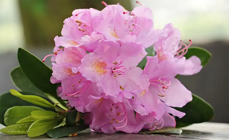 Azalea Tree Bonsai