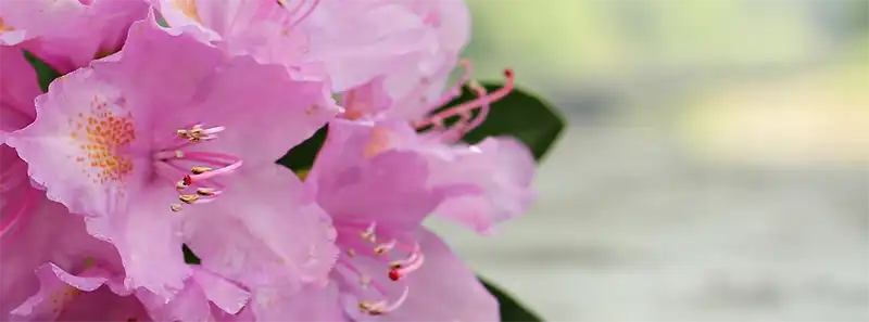 Azalea Tree Bonsai