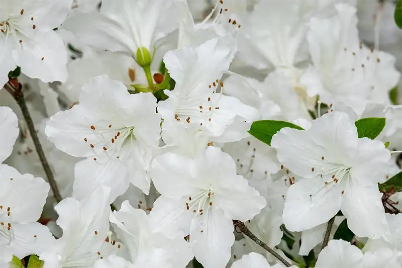 Azalea Tree Bonsai