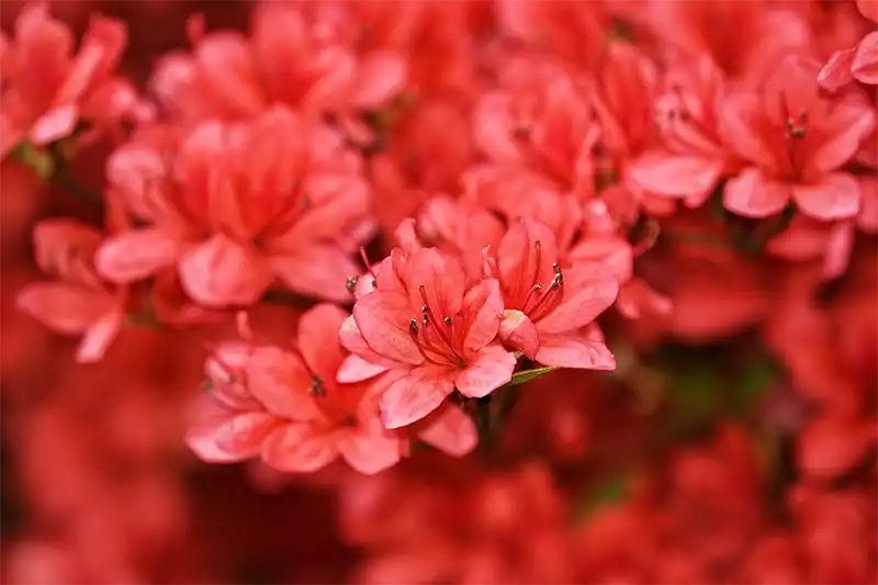 Azalea Tree Bonsai