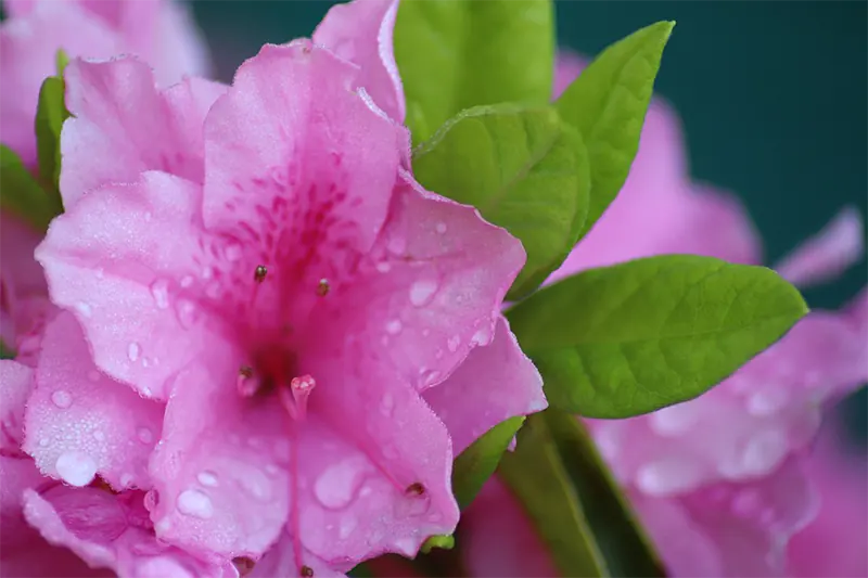 Azalea bush in winter