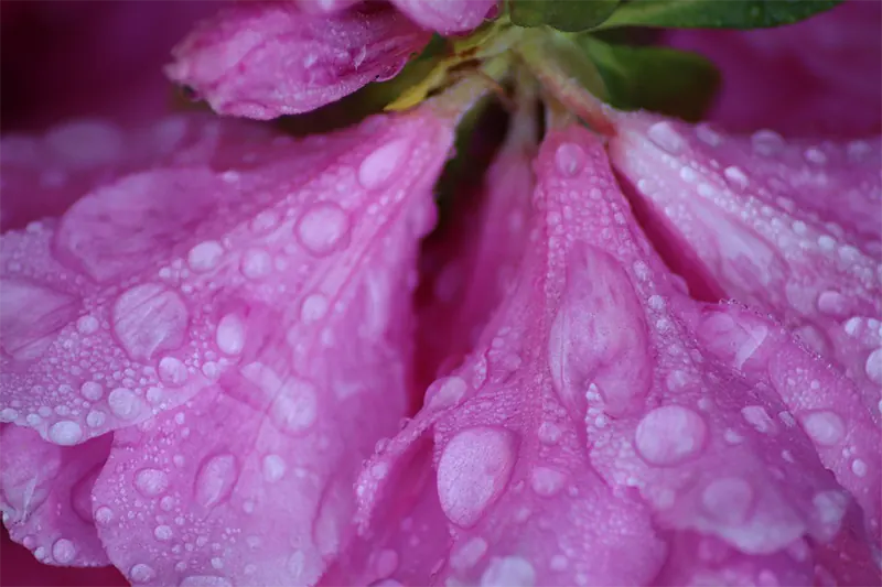 Azalea bush in winter