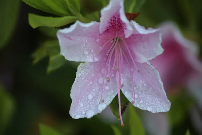 Azalea bush in winter