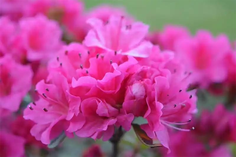 Azalea growth rate