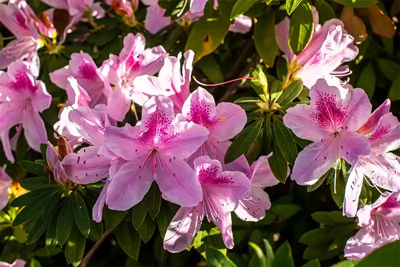 Azalea growth rate