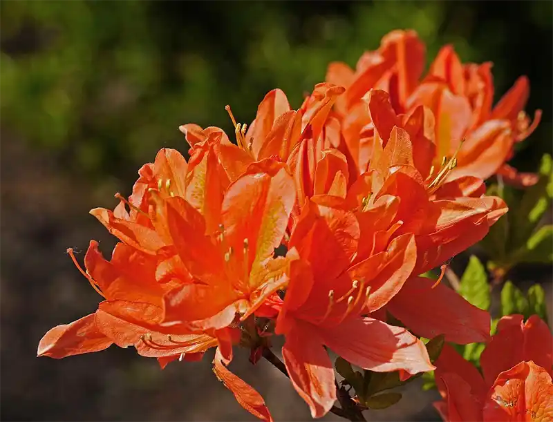 Azalea growth rate