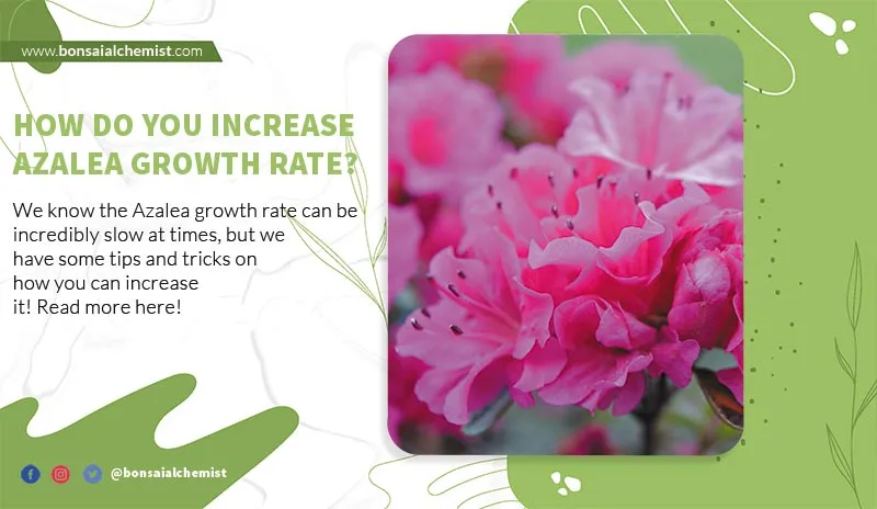 Azalea growth rate