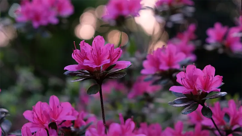 Azalea leaves