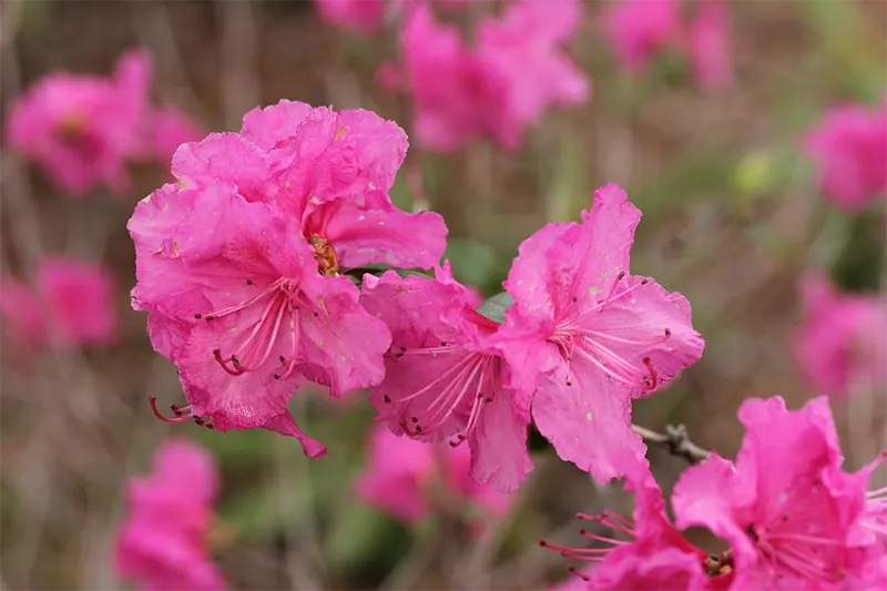 Azalea leaves