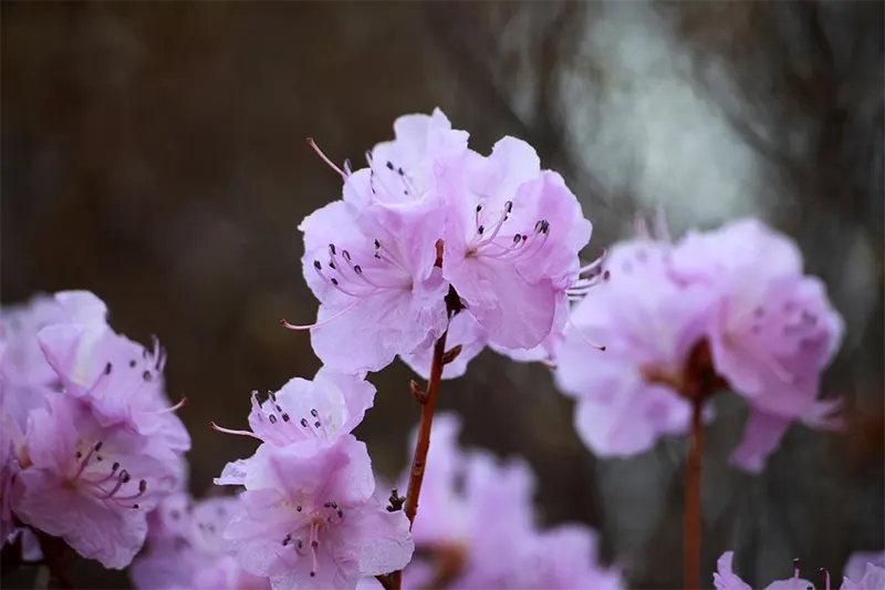 Azalea leaves