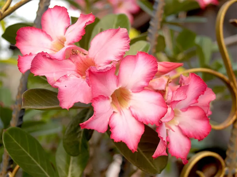 Azalea leaves turning yellow