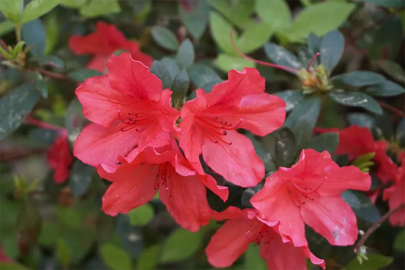 Azalea leaves turning yellow