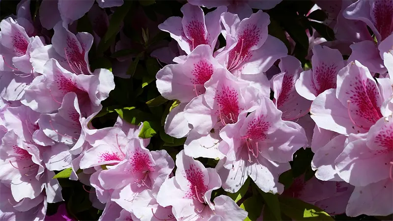 Azalea leaves turning yellow