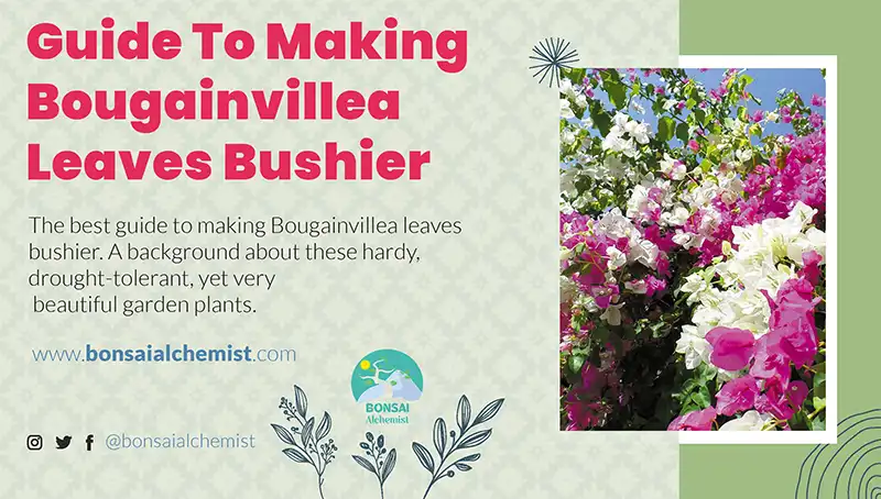 Best Guide To Making Bougainvillea Leaves Bushier