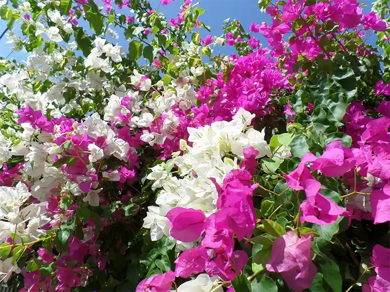 Best Guide To Making Bougainvillea Leaves Bushier