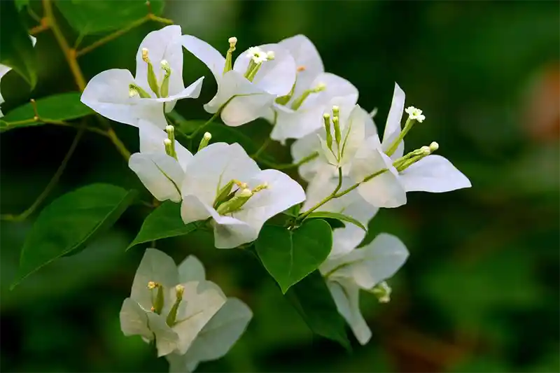 Best Guide To Making Bougainvillea Leaves Bushier