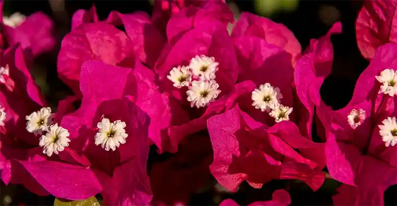 Best Guide To Making Bougainvillea Leaves Bushier