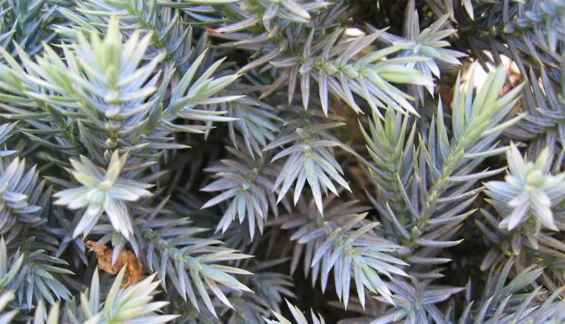 Bonsai Linked to Better Office Productivity