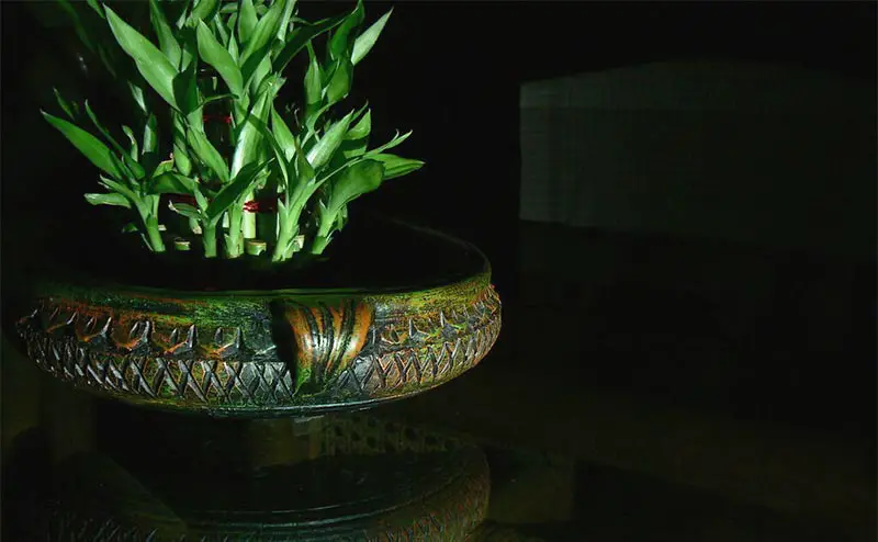 Bonsai Linked to Better Office Productivity